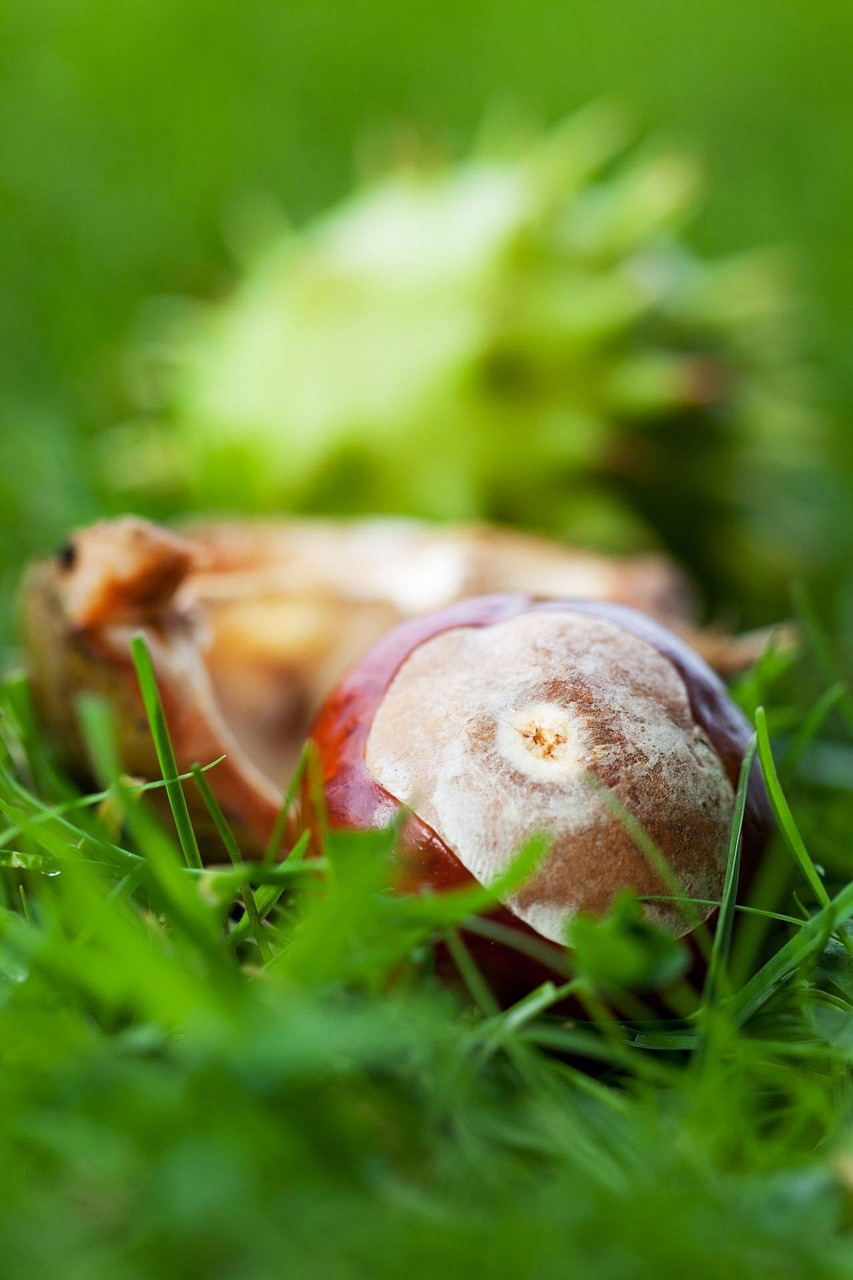 A conker lying in the grass