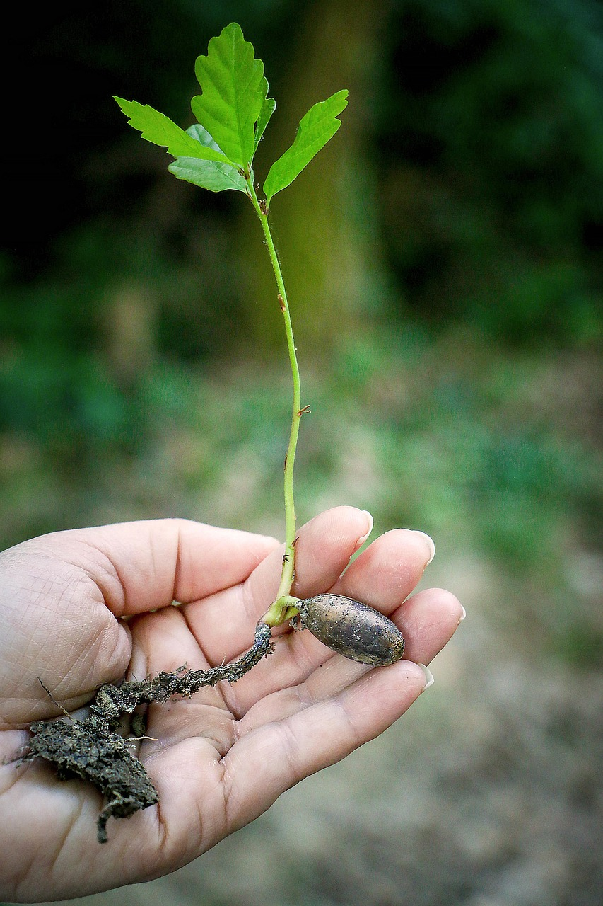 A sapling in someone's palm
