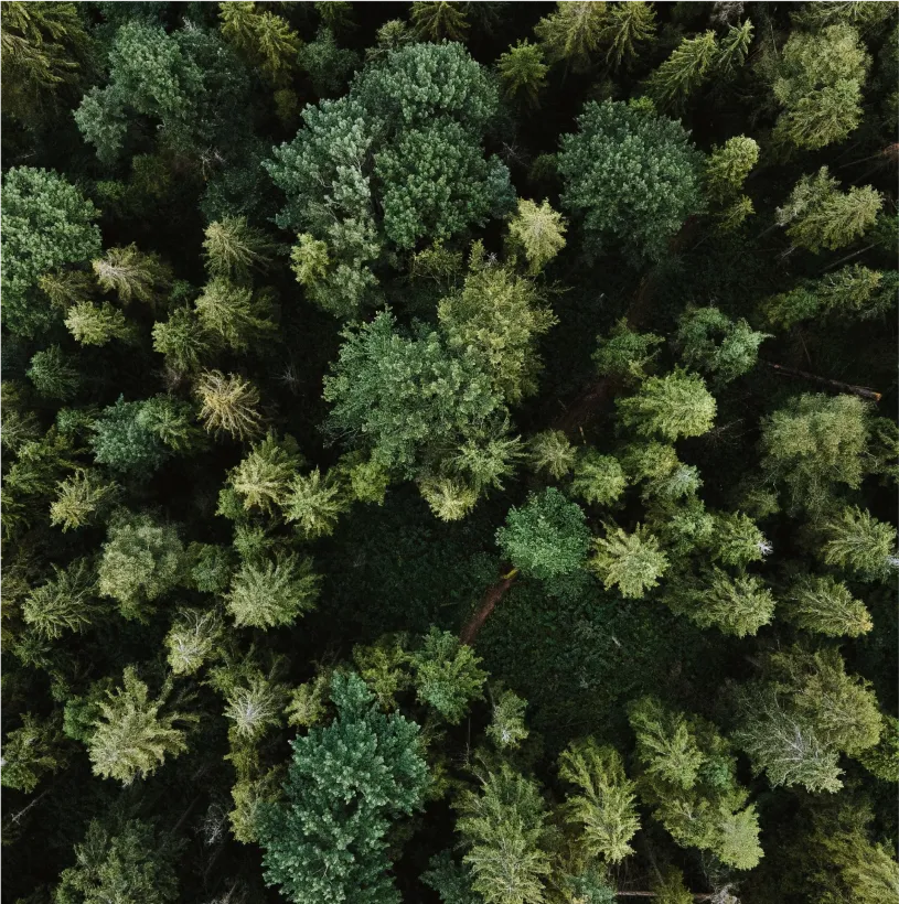 A birds eye view of trees in a forest.